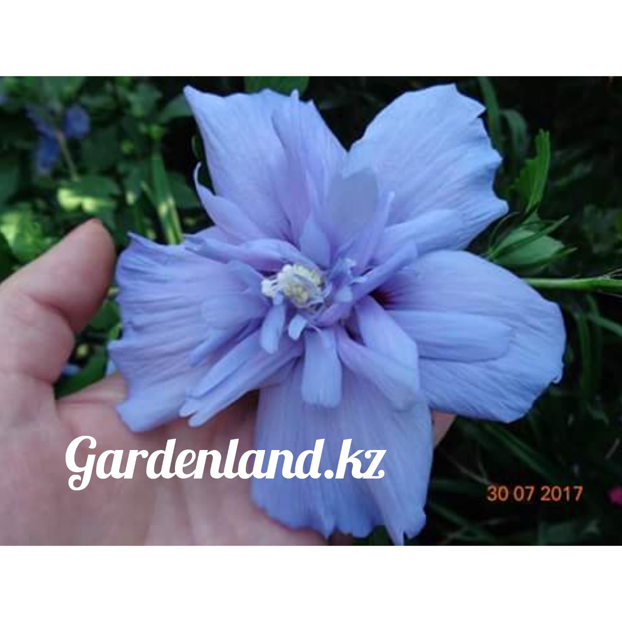 купить садовый гибискус, цветущие кустарники в Алматы