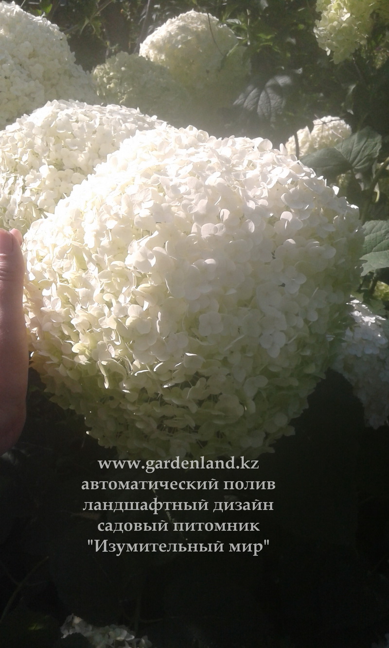 купить зимостойкую готрензию в Алматы