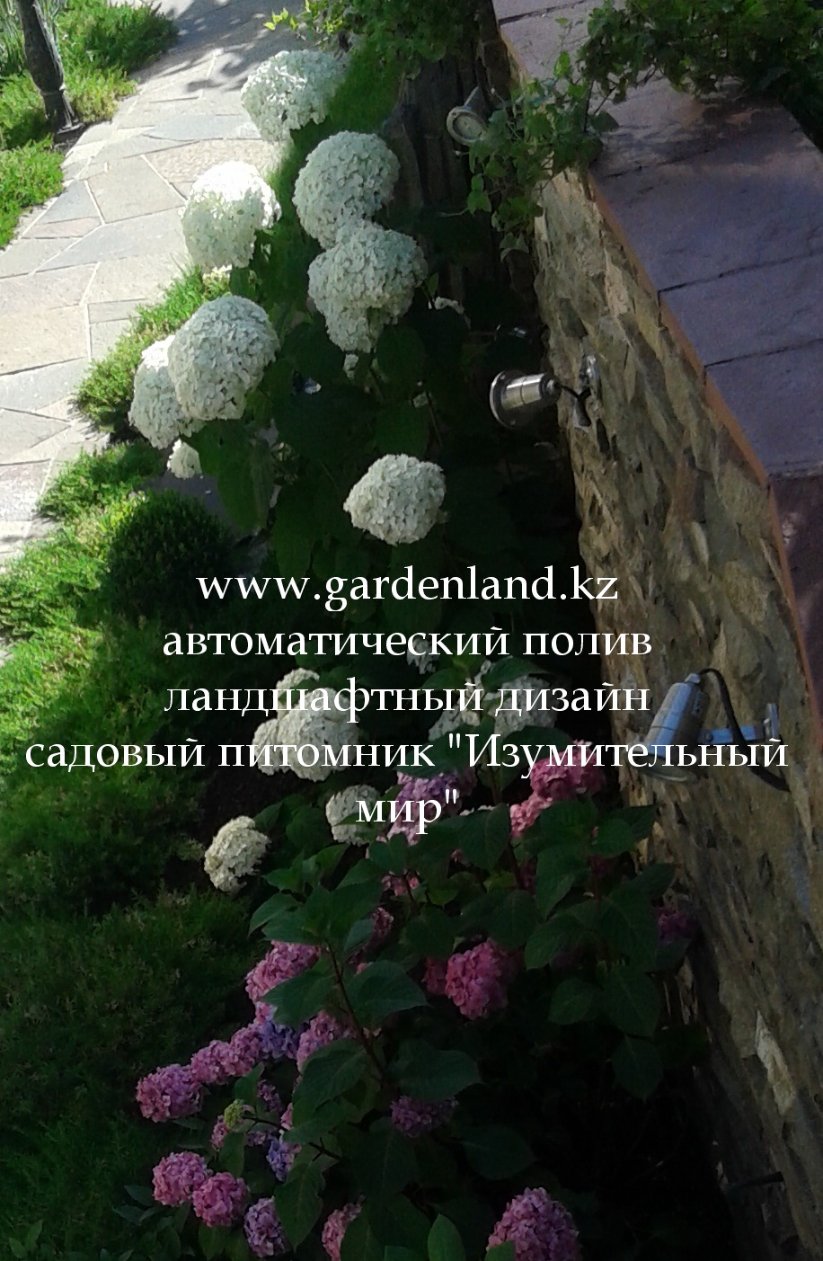 photo_gortenzii_drevovidnoy_noviy_sort_almata