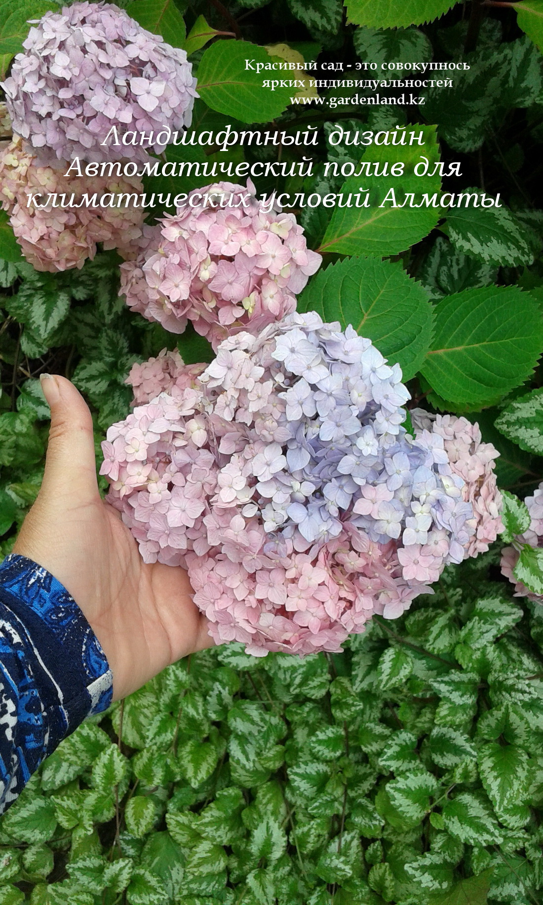 gortenzia_Endless_Summer_beskonechnoe_leto_cvetenie_v_Almaty