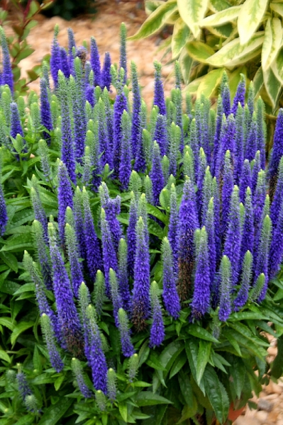veronica_royal_candles