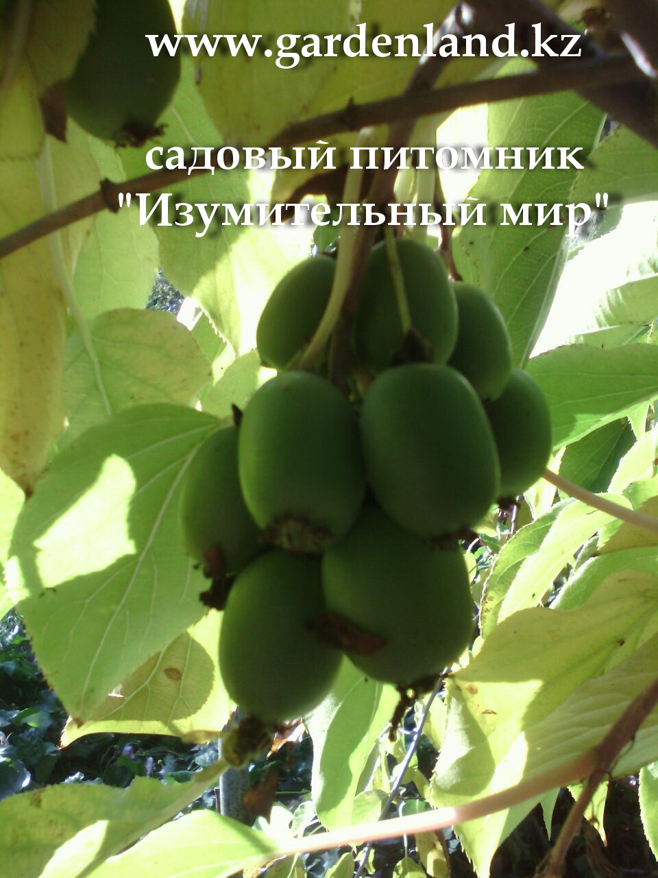 aktinidiya_v_almaty.