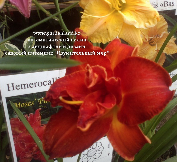 продажа лилейников в Алматы купить лилейники в Алматы питомник растений в Алматы питомник растений в Казахстане