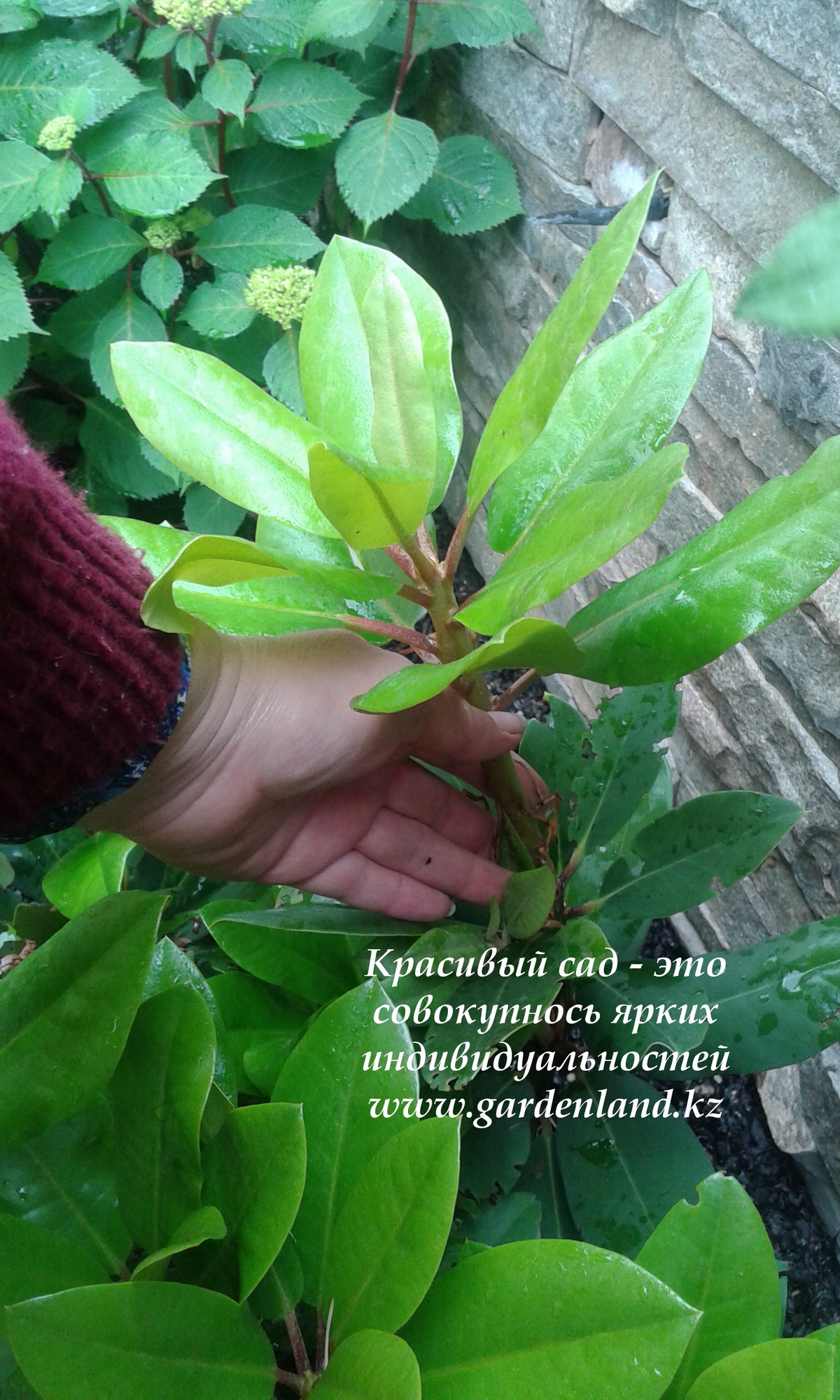 rododendron_ckorost_rosta_almaty