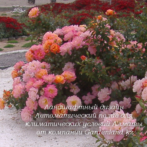 розы для розариев и цветников в Алматы