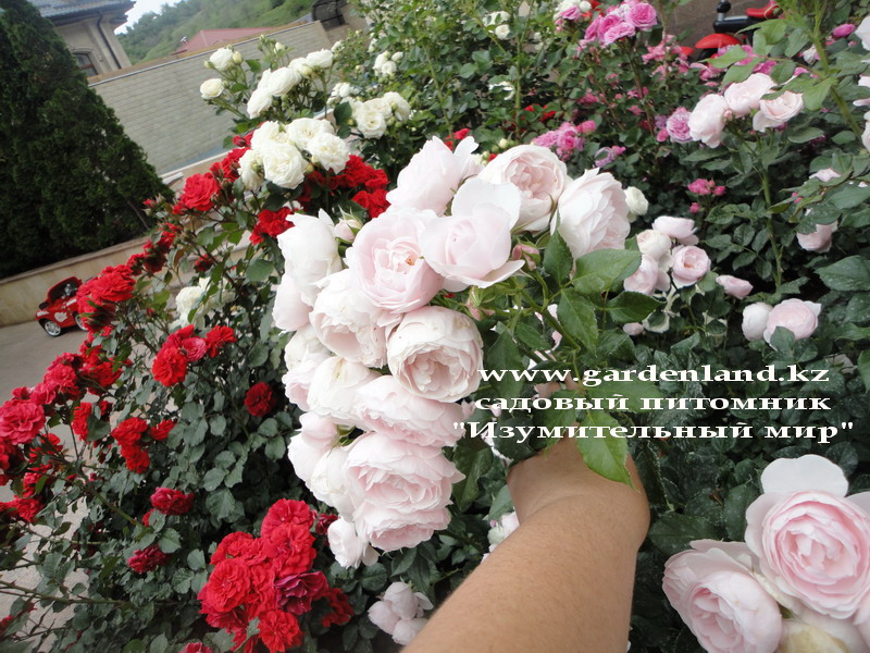 rozy cvetnik v Almaty ot kompanii GadenLand.kz 