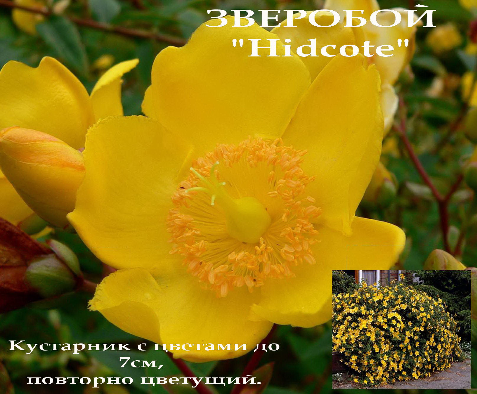 Садовый питомник "Изумительный мир". Садовые растения